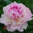 Perfumy peony edens (perfumy edens): zdjęcie i opis, recenzje